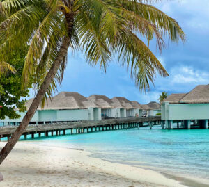 Palm Tree on sandy beach with overwater bungalows in background