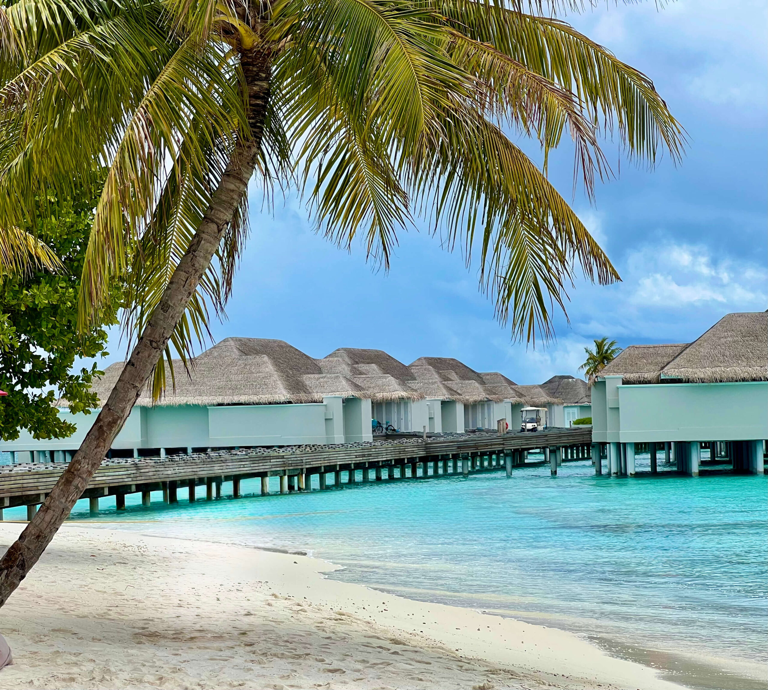 Palm Tree on sandy beach with overwater bungalows in background