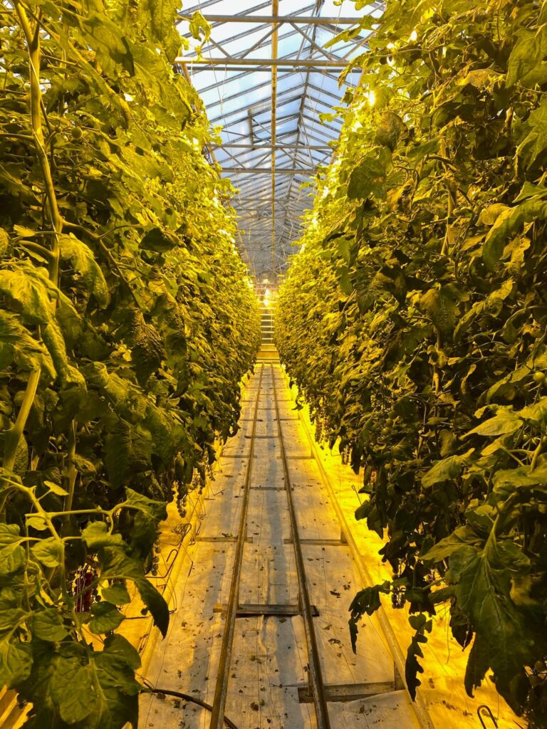 A greenhouse aisle lined with lush, green tomato plants. Soft yellow lighting and a glass ceiling create a warm, vibrant atmosphere focused on growth.