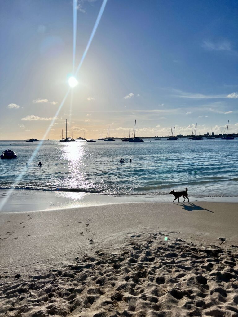 A dog happily walking on the beach at sunset, surrounded by a picturesque sky filled with warm colors.