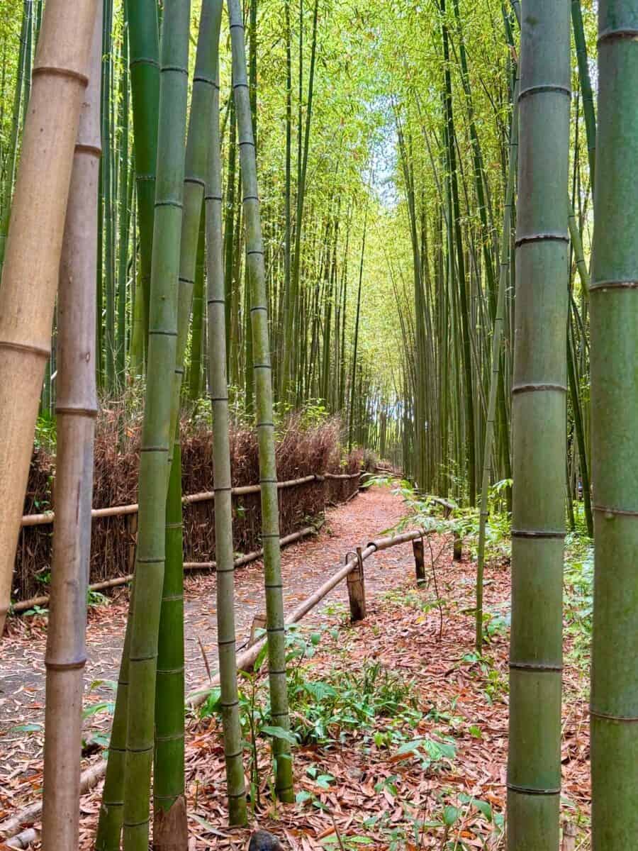 Tall green bamboo stalks create a serene pathway, surrounded by fallen leaves and wooden fences, conveying a peaceful, nature-filled atmosphere.