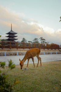 A deer grazes on grass in front of a traditional Japanese pagoda under a cloudy sky. The scene is peaceful, blending nature with cultural architecture.