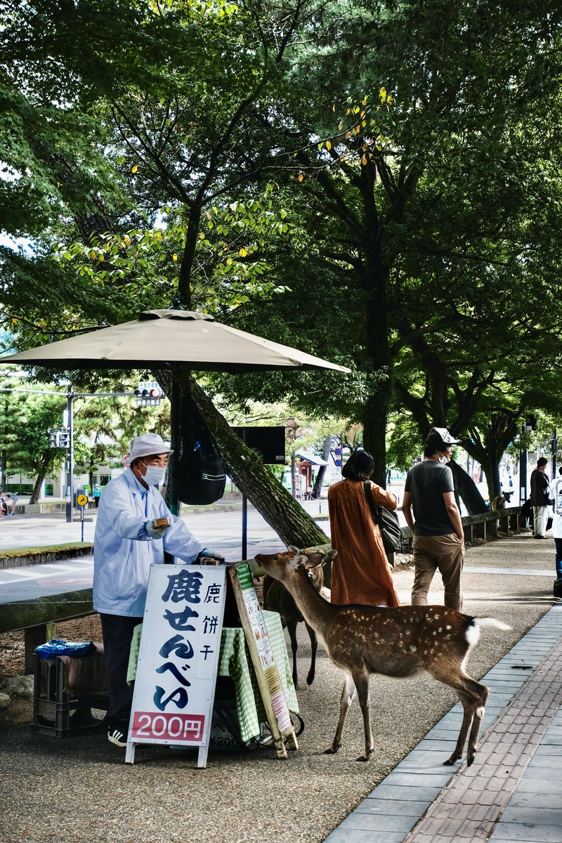 Seller in protective clothing stands by a sign under a large umbrella, handing a treat to a deer. People walk by in a tree-lined park setting.