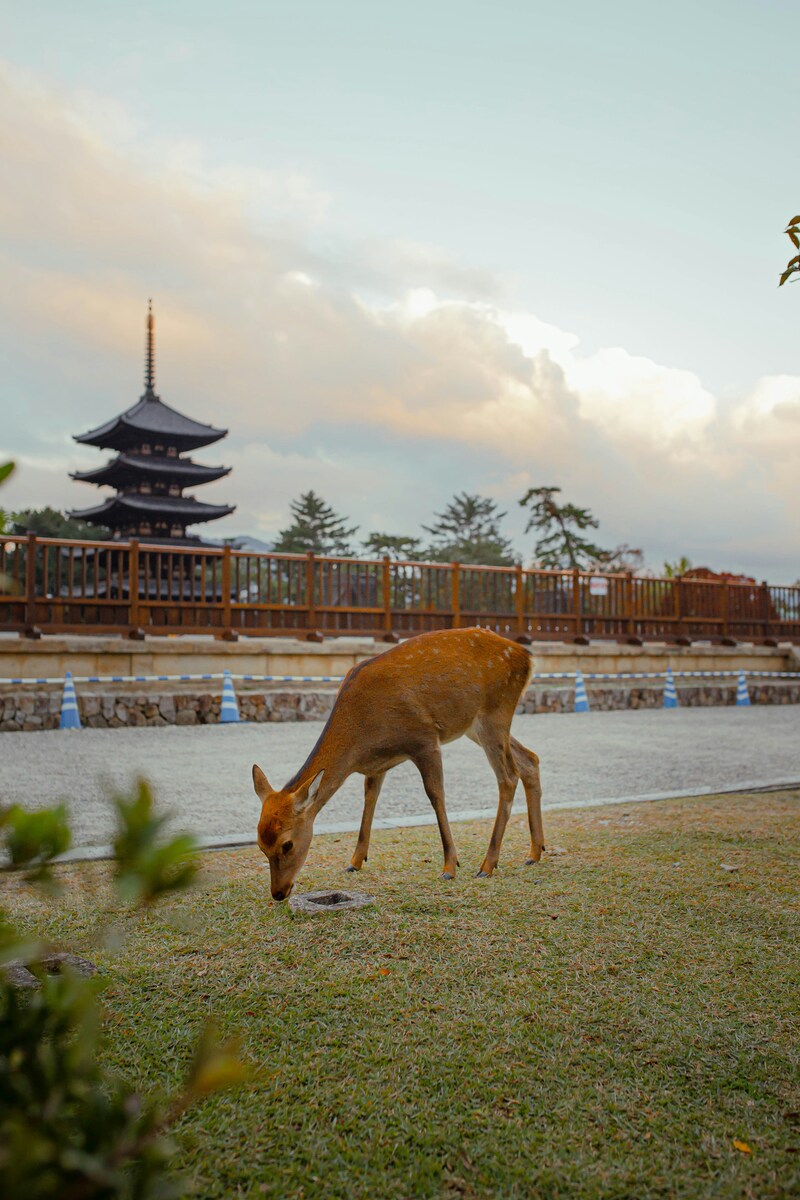 A deer grazes on grass in front of a traditional Japanese pagoda under a cloudy sky. The scene is peaceful, blending nature with cultural architecture.