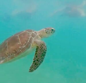 A sea turtle with a patterned shell gently swims in clear turquoise water. The serene scene conveys tranquility and natural beauty.