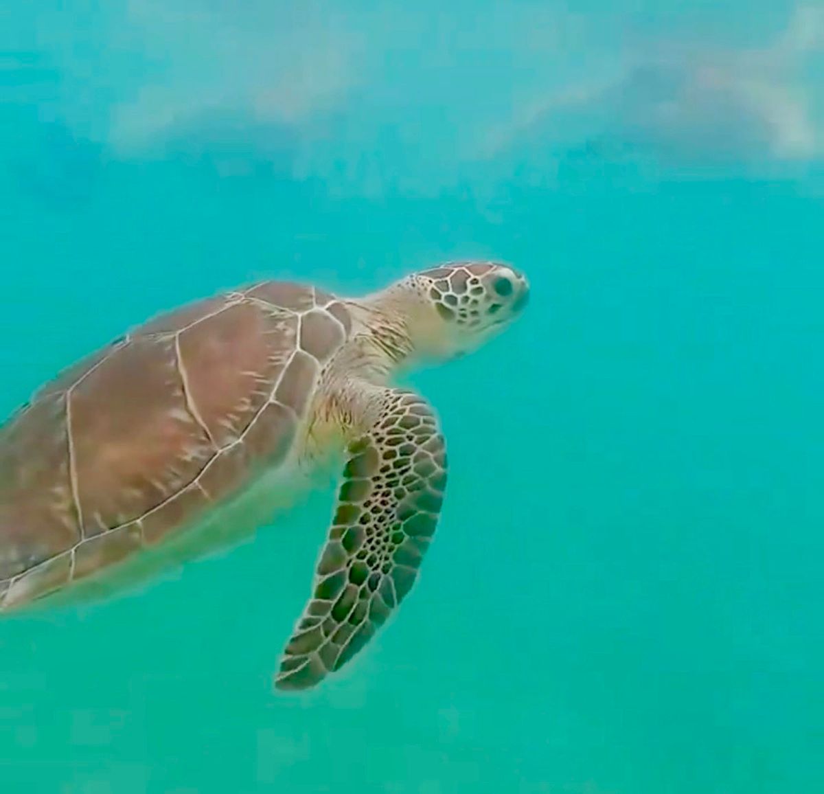 A sea turtle with a patterned shell gently swims in clear turquoise water. The serene scene conveys tranquility and natural beauty.